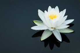 white water lily the story behind the
