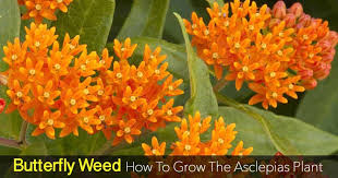 erfly weed care how to grow