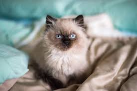 Sorry, we do not hold kittens on verbal promises. Persian Kittens As Pets Lovetoknow