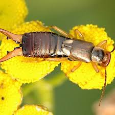 earwig facts interesting myths and