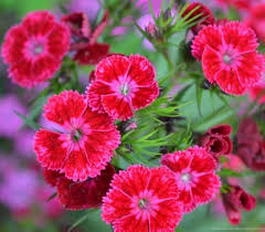 Download the new flowers photos hd. New Flower Wallpapers Widescreen Hd Wallpapers Desktop Background