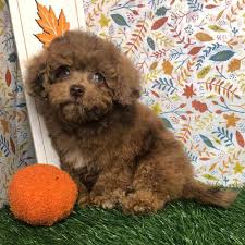 poodle toy puppies in little
