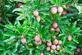 Sapodilla is known as mispel in the virgin islands and dutch. Sapota Fruit On Tree Stock Photo Picture And Royalty Free Image Image 11802598