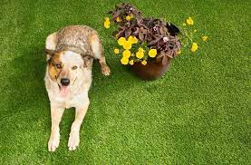 Best Artificial Grass For Dogs 5 Pet