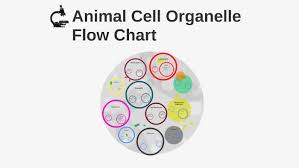 Animal Cell Organelle Flow Chart By Angelina Dolan On Prezi