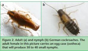 These are typically harmless to your cat, although their stink bugs aren't poisonous to cats or other pets, but you'll still want to prevent your cat from eating them if you can. Cockroach Biology And Management How To Control Them