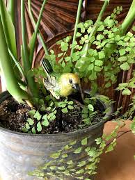 Sweet Bird Plant Stake Indoor Garden