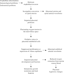 Regulation Of Vascular Growth And Function In The Human