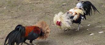 Judiayam.co adalah situs taruhan laga ayam jago aduan paling nyaman dan aman untuk para bettor bertaruh s1288 sabung ayam taji. Ayam Peruvian Archives Berita Jadwal Sabung Ayam Online S1288 Sv388 Sm558