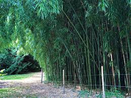 Outdoor Bamboo Plants For