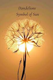 dandelion flower meaning and symbol of