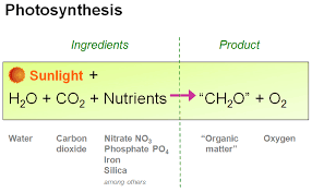 Photosynthesis Earthguide