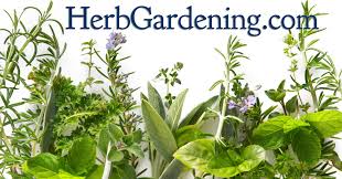 How To Grow Tarragon Herb Gardening Guide