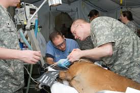 Veterinary care assistants are important members of today's modern veterinary team. Paraveterinary Worker Wikipedia