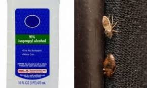 borax powder kill fleas or flea eggs
