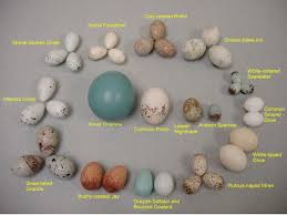 Duck Egg Color Chart Related Keywords Suggestions Duck