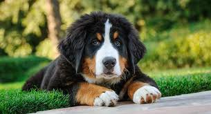 Are goal is to provide a family with healthy bernese mountian dog puppy. Bernese Mountain Dog Temperament More About This Big Breed