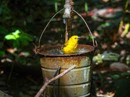 Why Won T Birds Use My Bird Bath