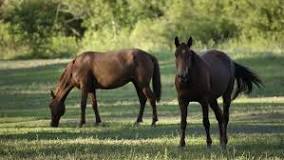 are-willow-trees-safe-for-horses