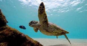 Endangered Green Sea Turtles May Be On The Rise In The U S