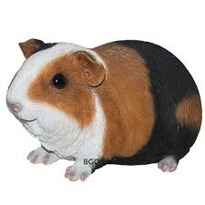 Smooth Haired Baby Guinea Pig Brown