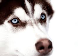 15 husky eye color facts you didn t