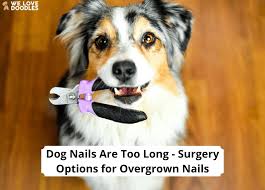 dog nails are too long surgery