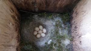 Подушка missoni home, 12 630 р. File Velika Senica Leglo Parus Major Great Tit Clutch Nest Box Jpg Wikimedia Commons