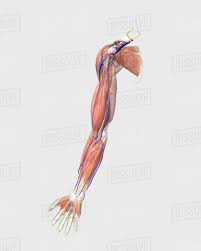 Human Body With Internal Organs Nervous System Lymphatic System And D1243_6_061
