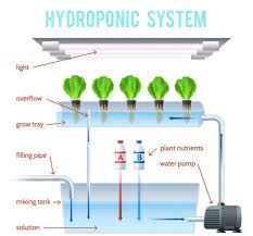 how to get started with hydroponics