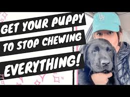 puppy chewing everything in sight you
