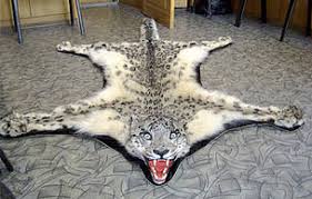 Image result for snow leopard