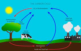 carbon cycle diagram images browse 1