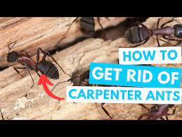 how to get rid of carpenter ants don t