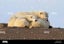 Image de l'ours polaire famille dormir sur la plage Photo Stock - Alamy