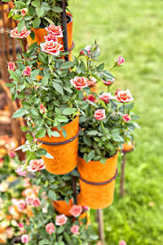 growing miniature roses in containers
