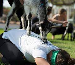 goat yoga sage meadow farm