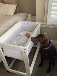 sleep with your dog and newborn baby