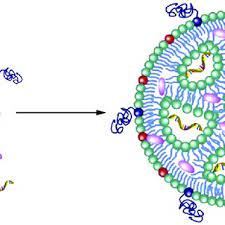 mrna lipid nanoparticle complex