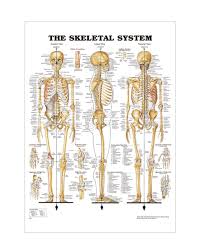 Our anatomy experts have chosen the best anatomy models and anatomy charts to sell to our customers. The Human Skeletal System Anatomical Poster Chart