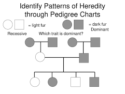 Pedigree Charts Genetic Disorders In Humans Ppt Video