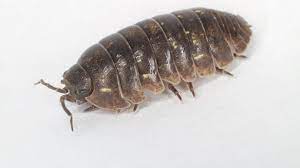 how to get rid of pillbugs and sowbugs
