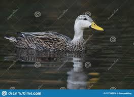 Male Mottled Duck Swimming On A River Florida Stock Photo