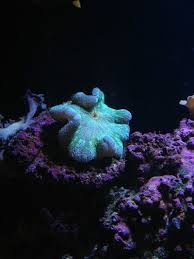 help green carpet anemone aquarium