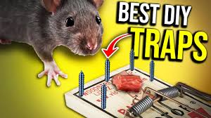 best diy rat traps that work 1000