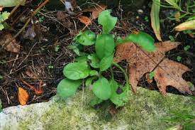 Myosotis sylvatica - Michigan Flora