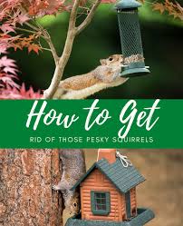 Bang on the floor, walls or rafters; How To Get Rid Of Squirrels Easy And Humane Tips