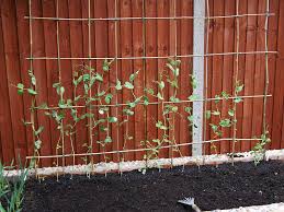 Check spelling or type a new query. Our Frugal Bamboo Trellis For Our Peas Urban Dwellers