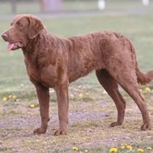 Conformation, field, and working bloodlines bred for temperament and trainablity we also have papillon puppies. Puppyfind Chesapeake Bay Retriever Puppies For Sale