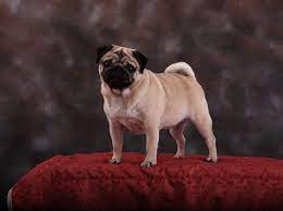 Hide this posting restore restore this posting. Coral Bay Pug Papillon Breeder In Loxahatchee Florida Pet Price List